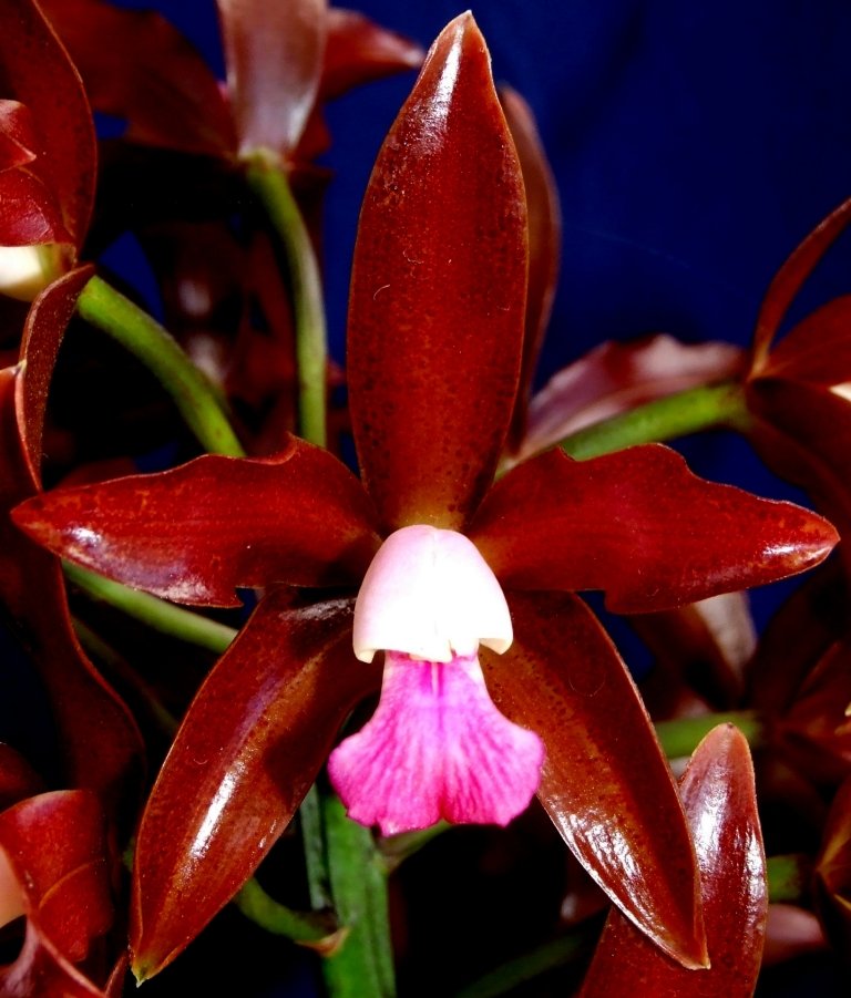 Cattlianthe Chocolate Bat - HCC/AOC