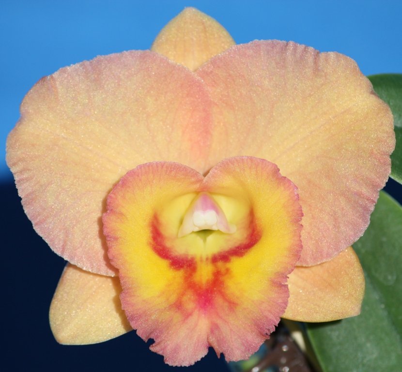 Rhyncattleanthe Southern Aurora - AM/AOC