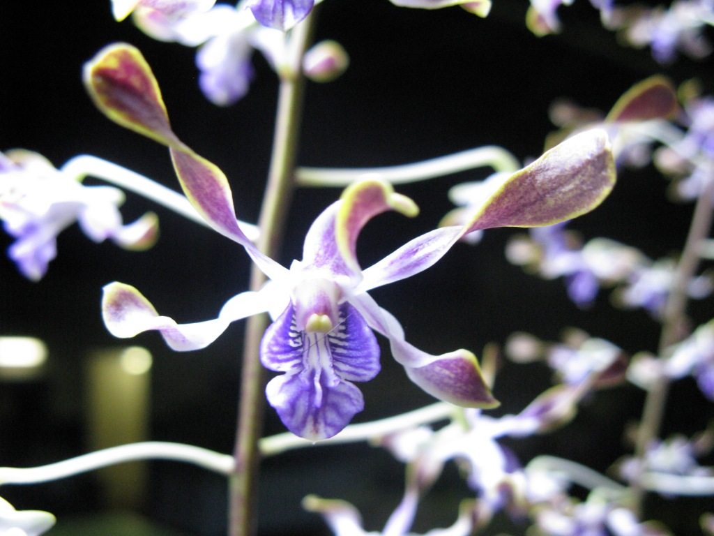 Dendrobium Cooloola Cove - HCC/AOC