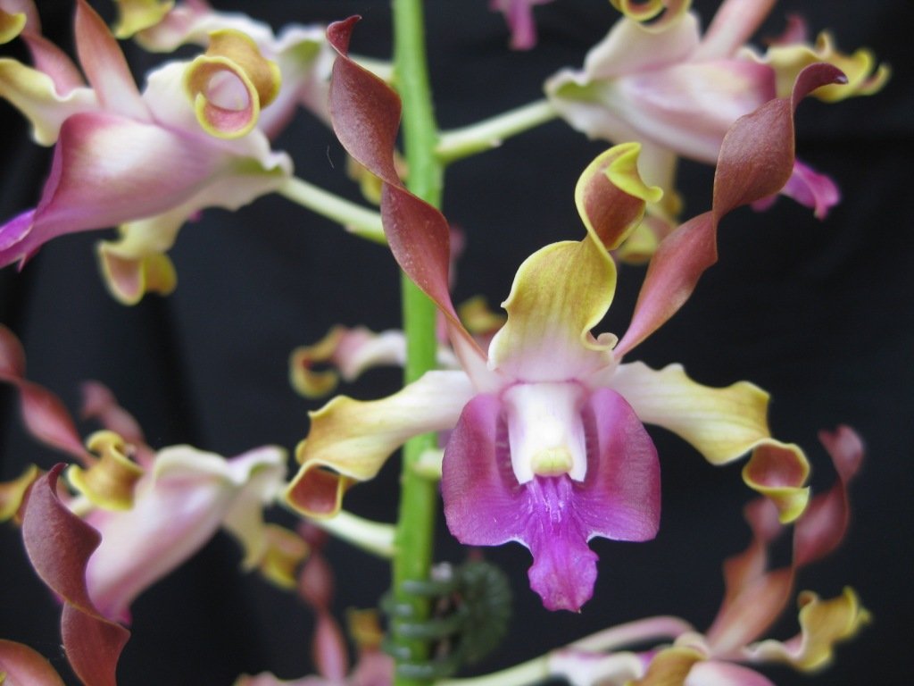 Dendrobium Fraser's Torello Twist