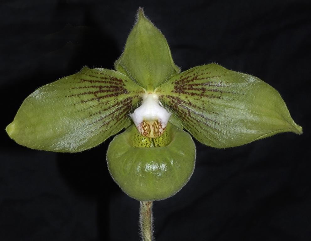 Paphiopedilum jackii