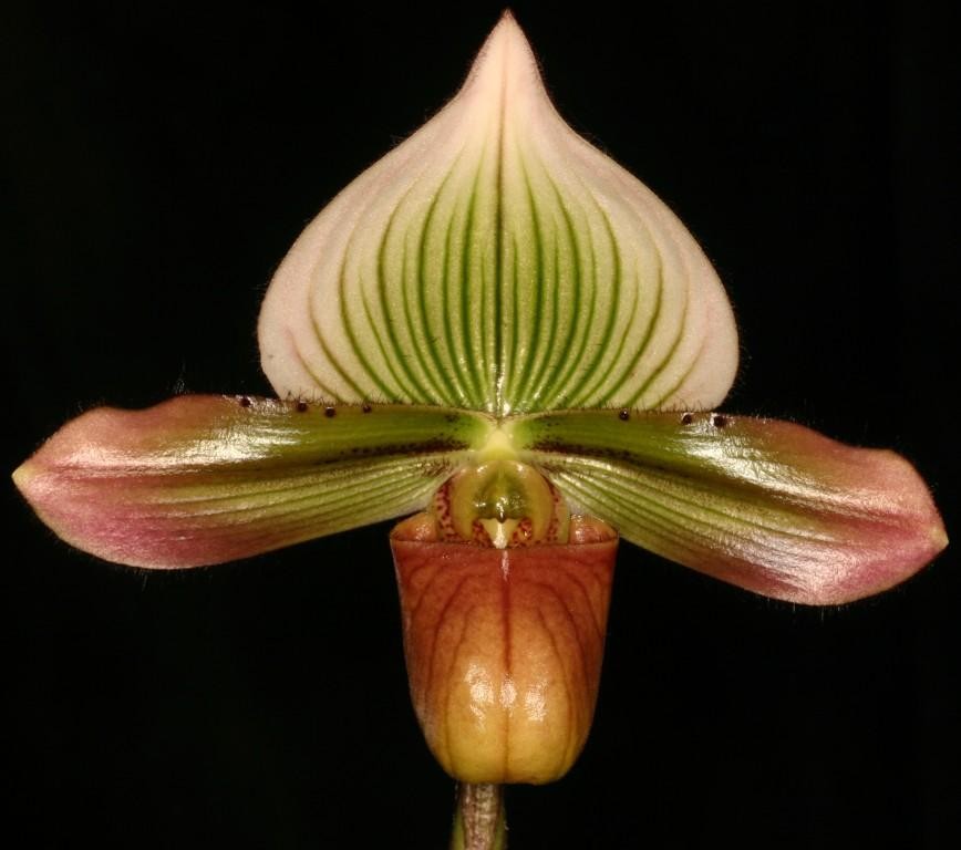 Paphiopedilum Tyawer