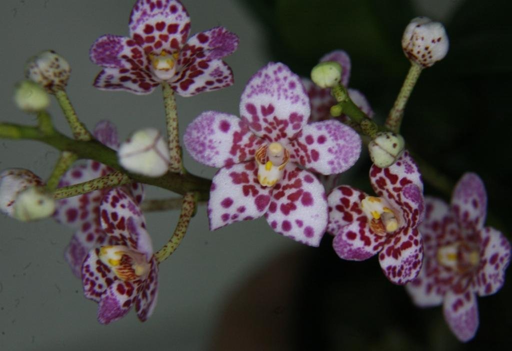 Sarcochilus Edith - HCC/AOC
