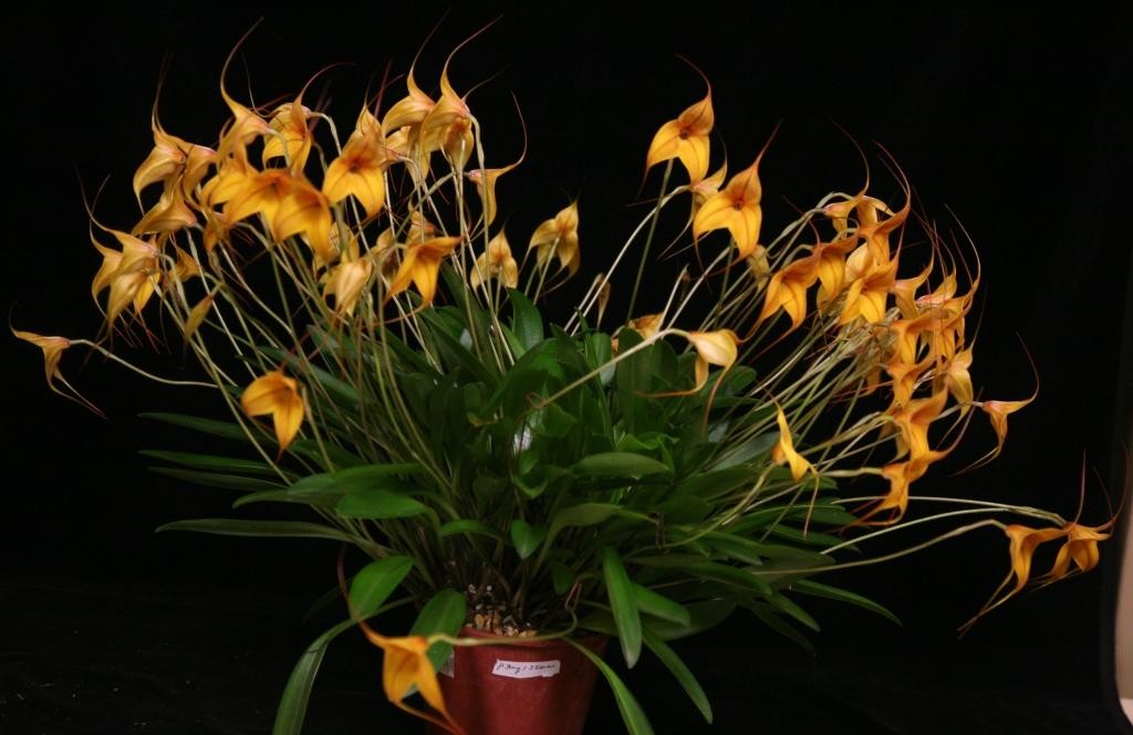 Masdevallia Cuzco Gold - ACC/AOC