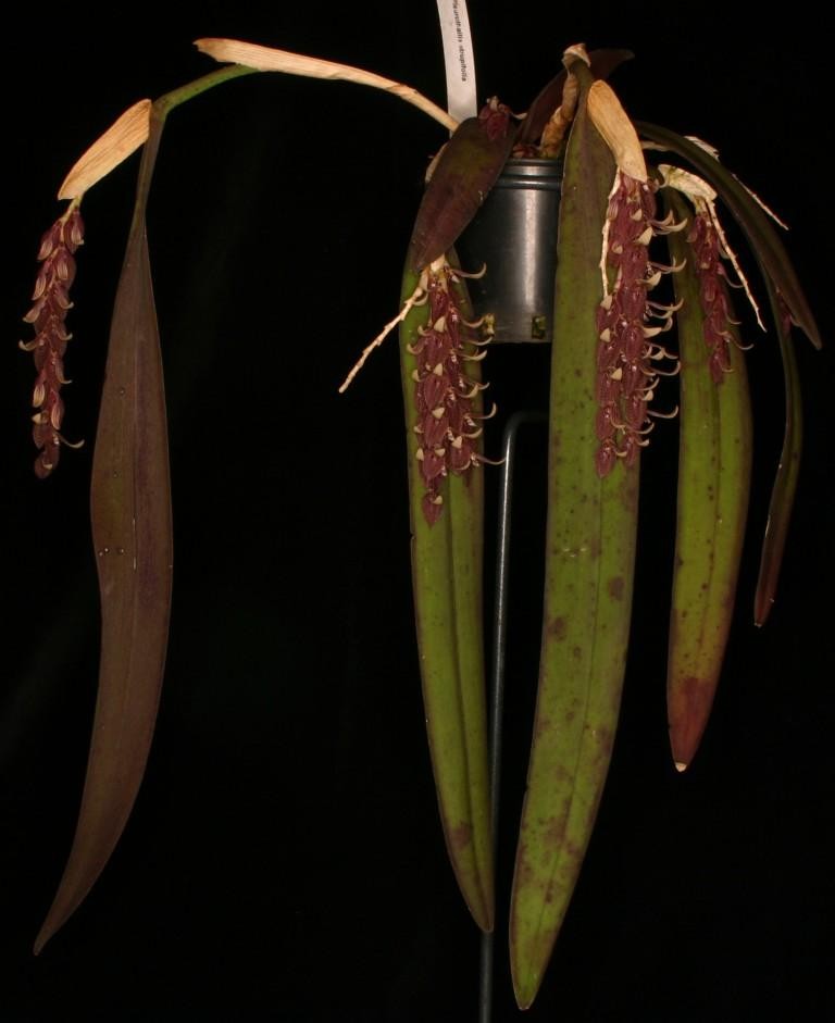 Acianthera strupifolia - CBM/AOC