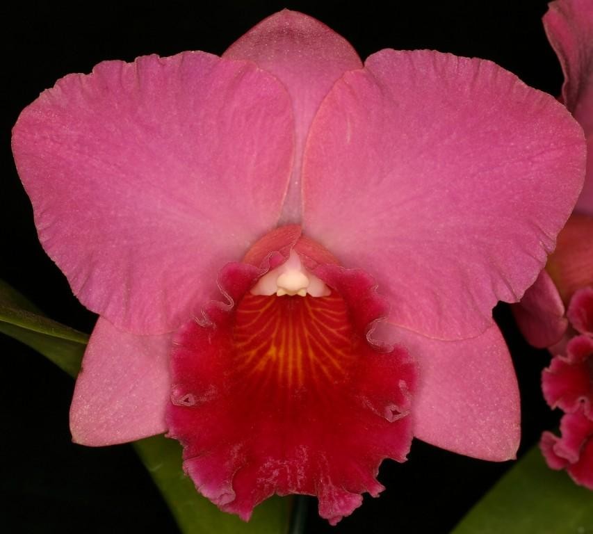 Rhyncholaeliocattleya Dendi's Beau - HCC/AOC