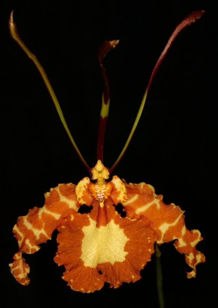 Psychopsis papilio