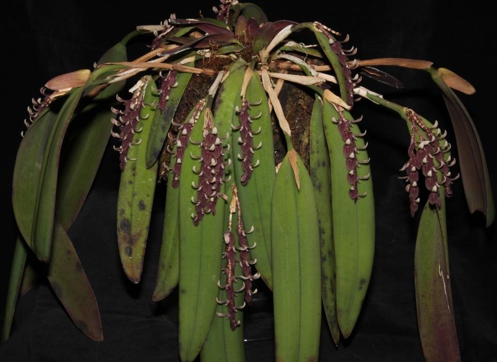 Acianthera strupifolia - ACC/AOC