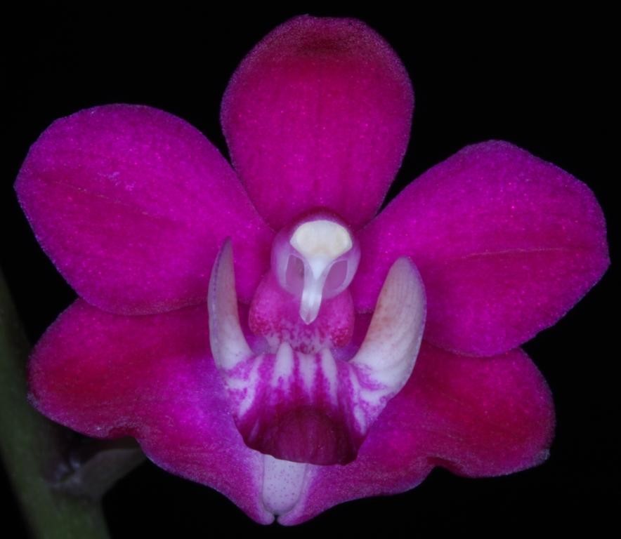Phalaenopsis pulcherrima
