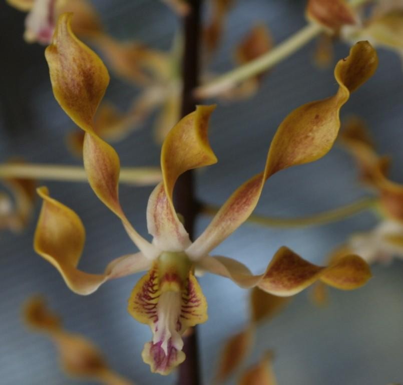 Dendrobium Gloucester Sands - HCC/AOC