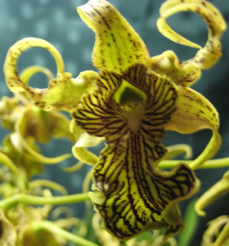 Dendrobium Adora Nishii - AM/AOC