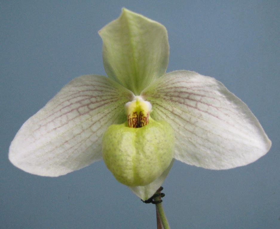 Paph Memoria Larry Heuer
