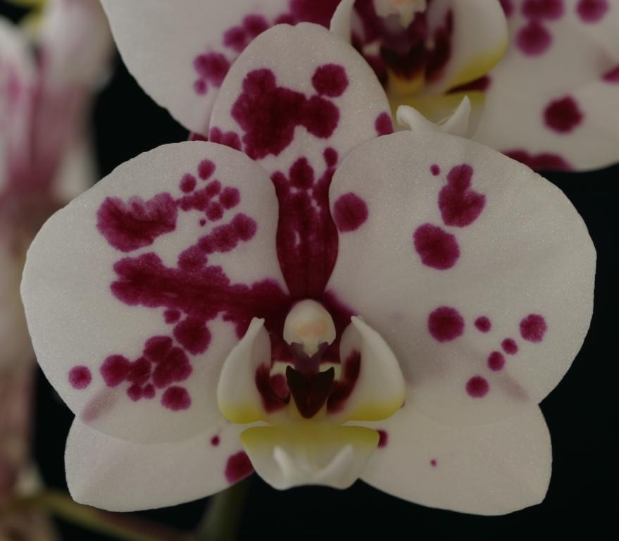 Phalaenopsis Nankung's 4.55PM - HCC/AOC