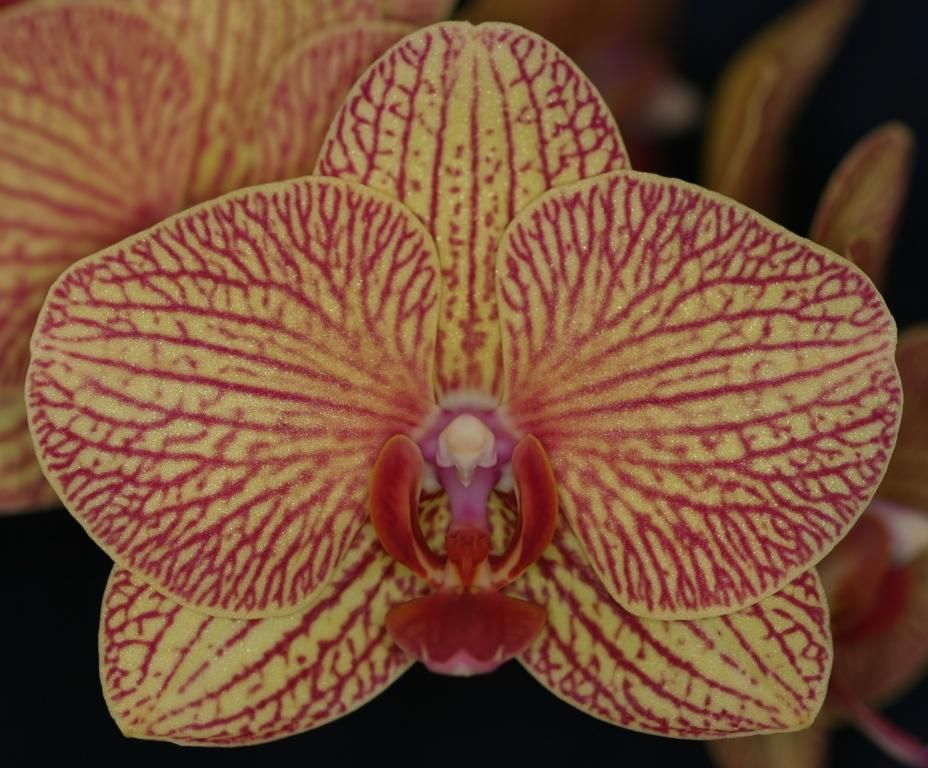 Phal KV Beauty