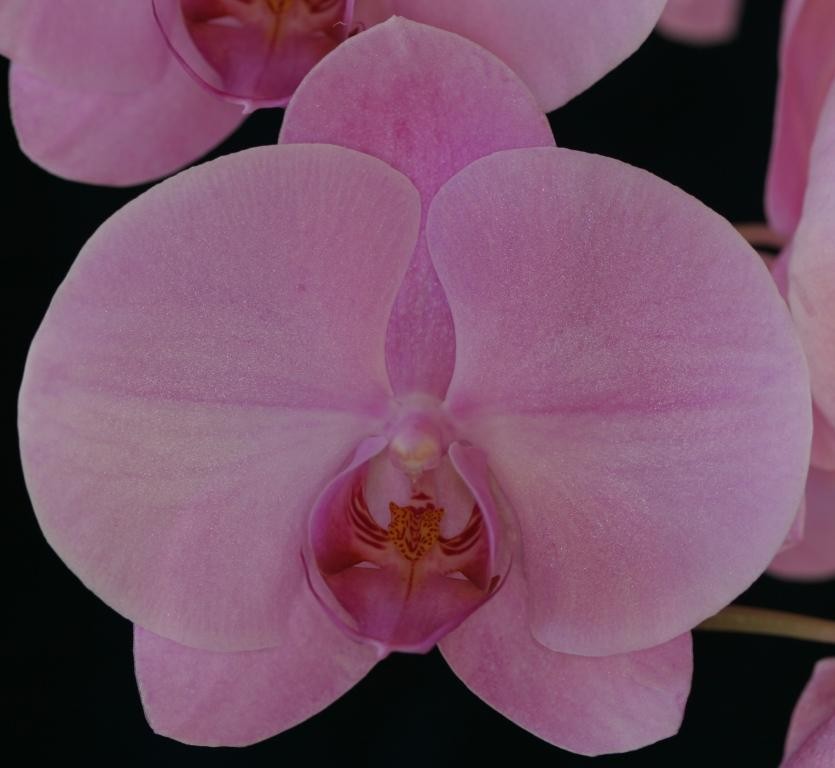 Phal Sunlands Cloud Princess