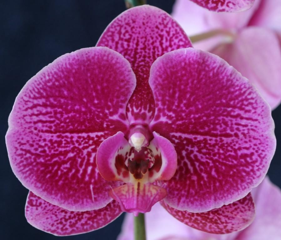 Phal Fusheng Pink Pearl
