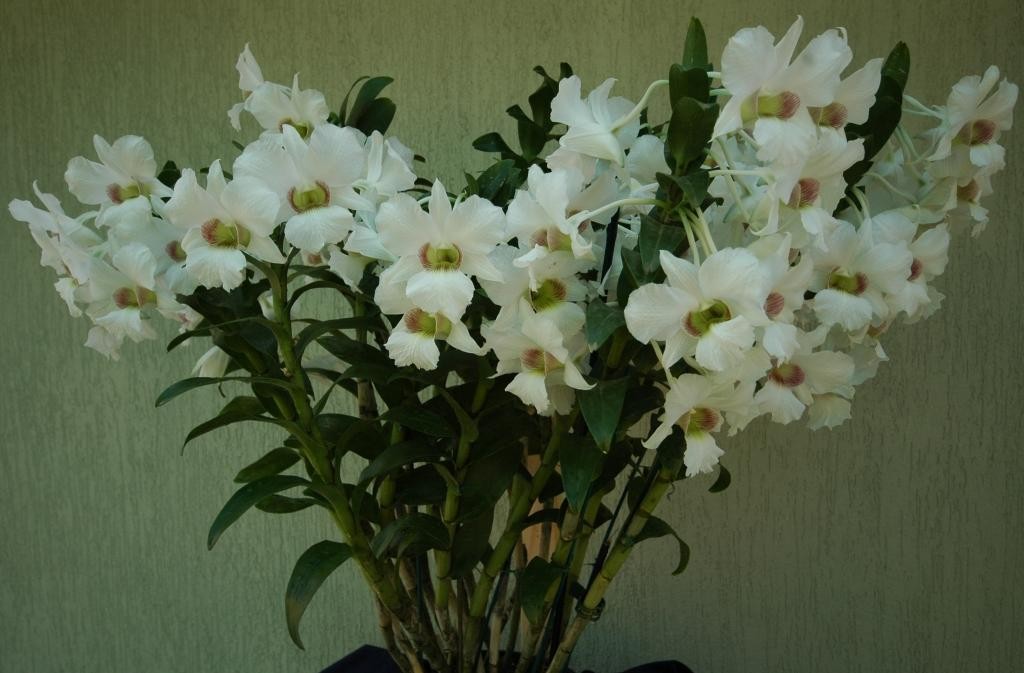 Den Sander's Festival