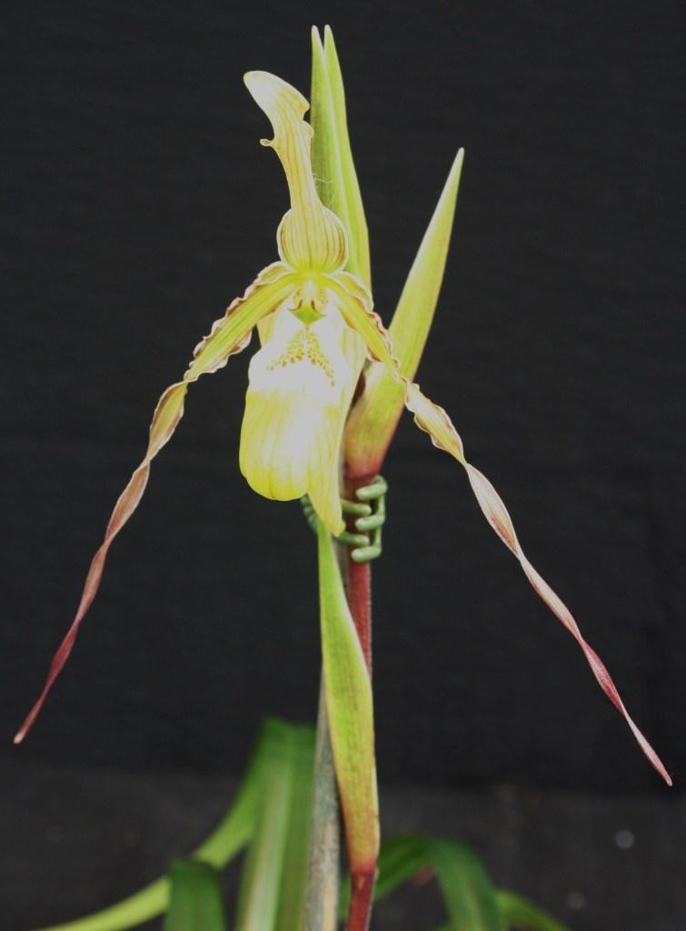 Phragmipedium rIchteri