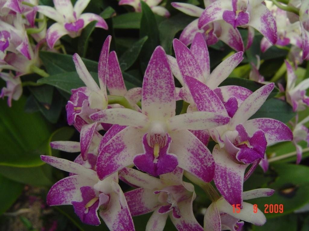 Dendrobium Flinders - HCC/AOC