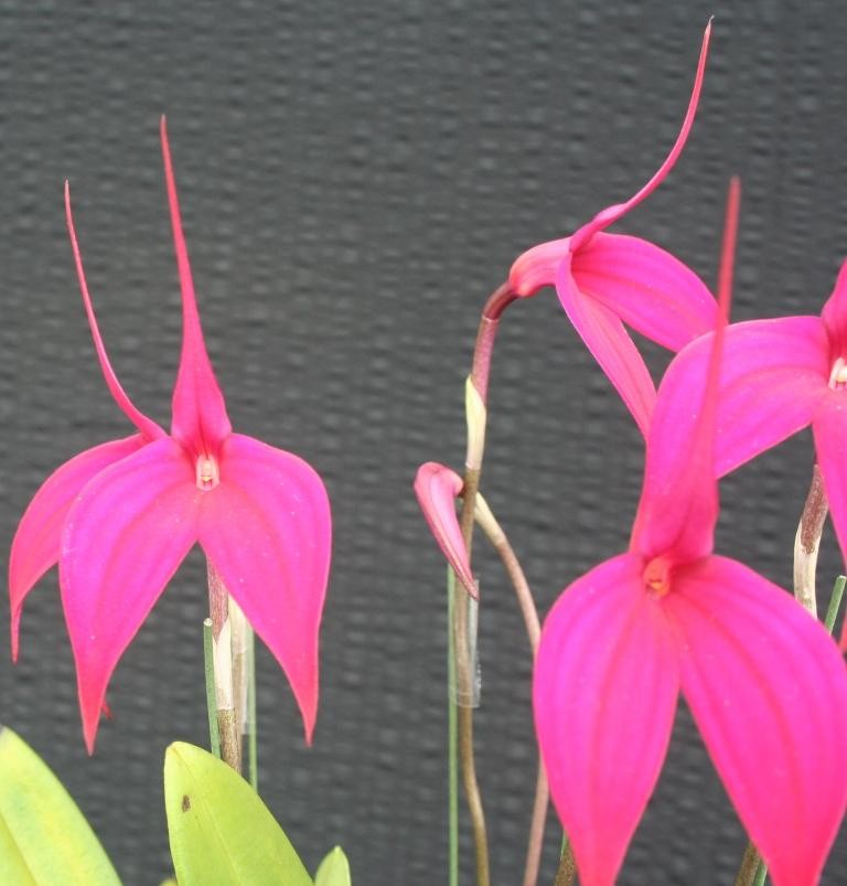 Masdevallia Rubicon - AM/AOC