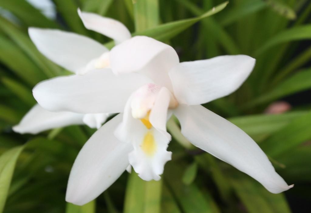 Cymbidium eburneum - HCC/AOC