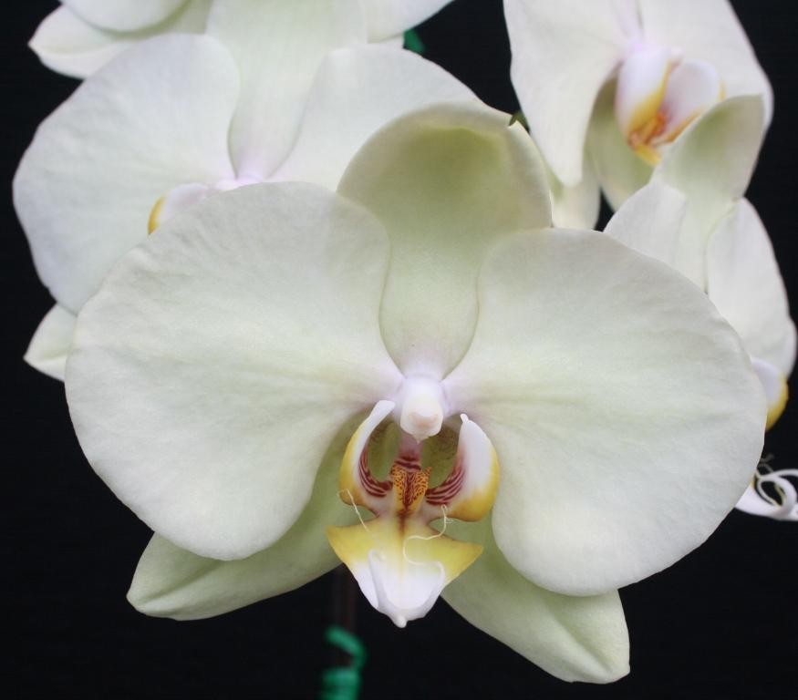 Phal Sunlands Lemon Yellow