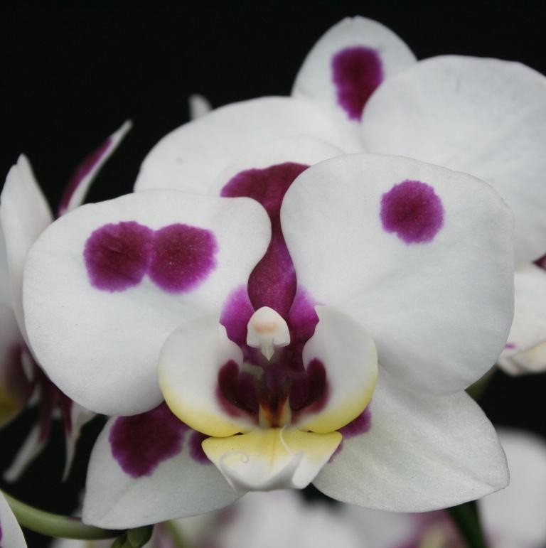 Phal Nankung's 4.55PM