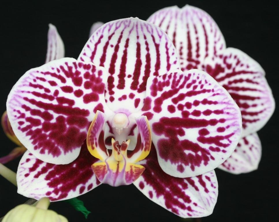 Phal Ho's Great River