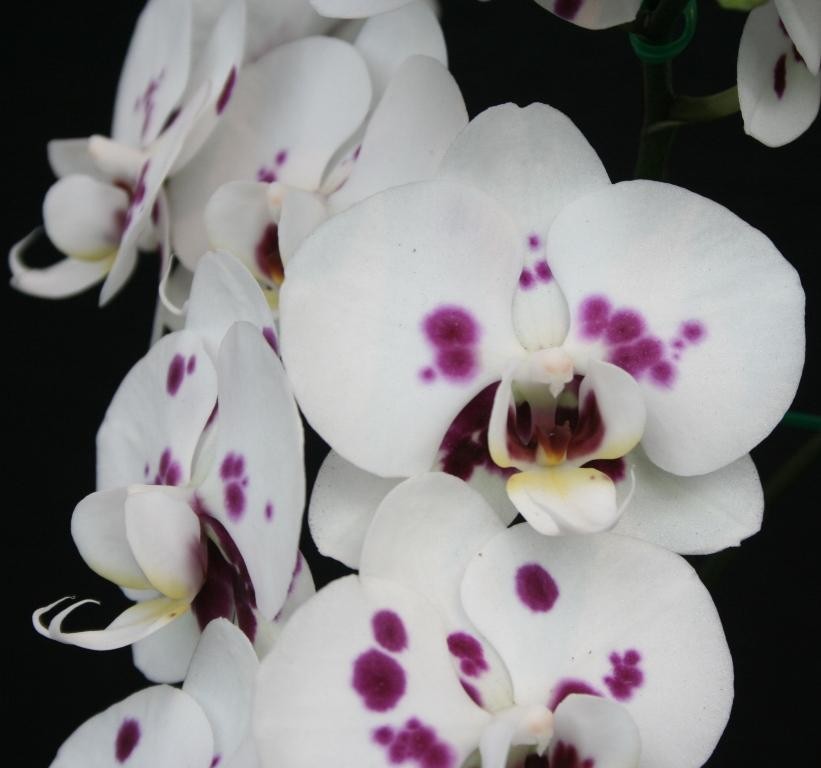 Phalaenopsis Nankung's 4.55PM