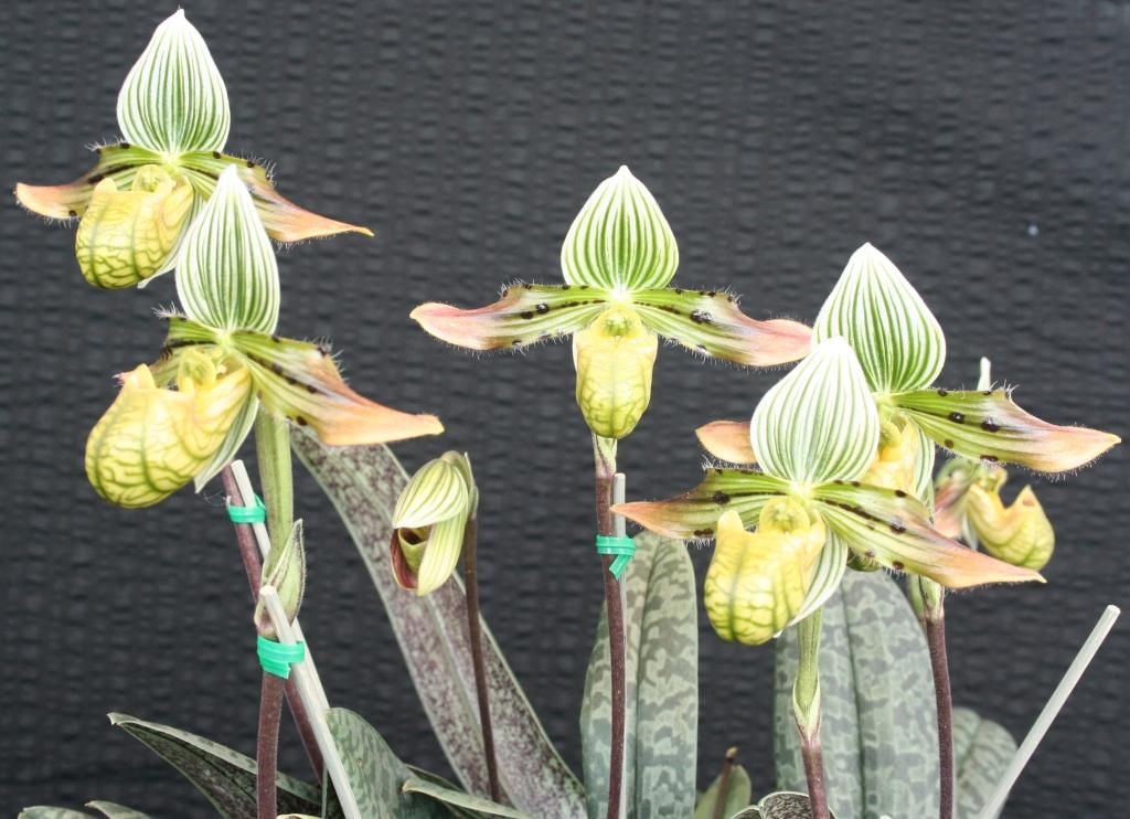 Paphiopedilum venustum - AM/AOC