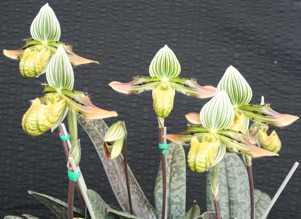 Paphiopedilum venustum - ACM/AOC
