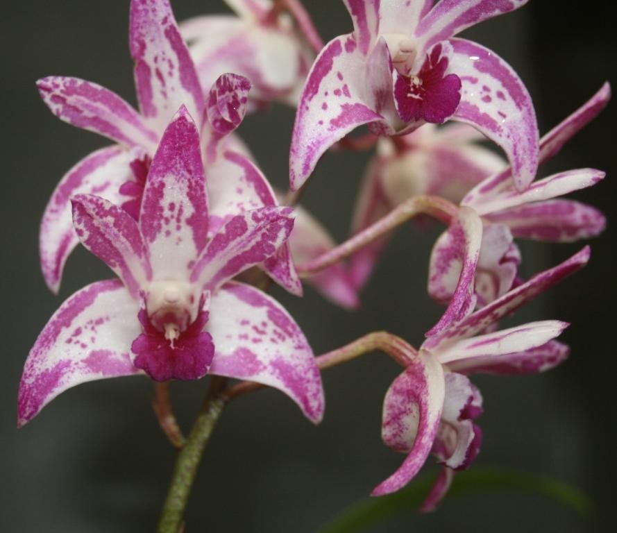 Dendrobium Victorian Bride