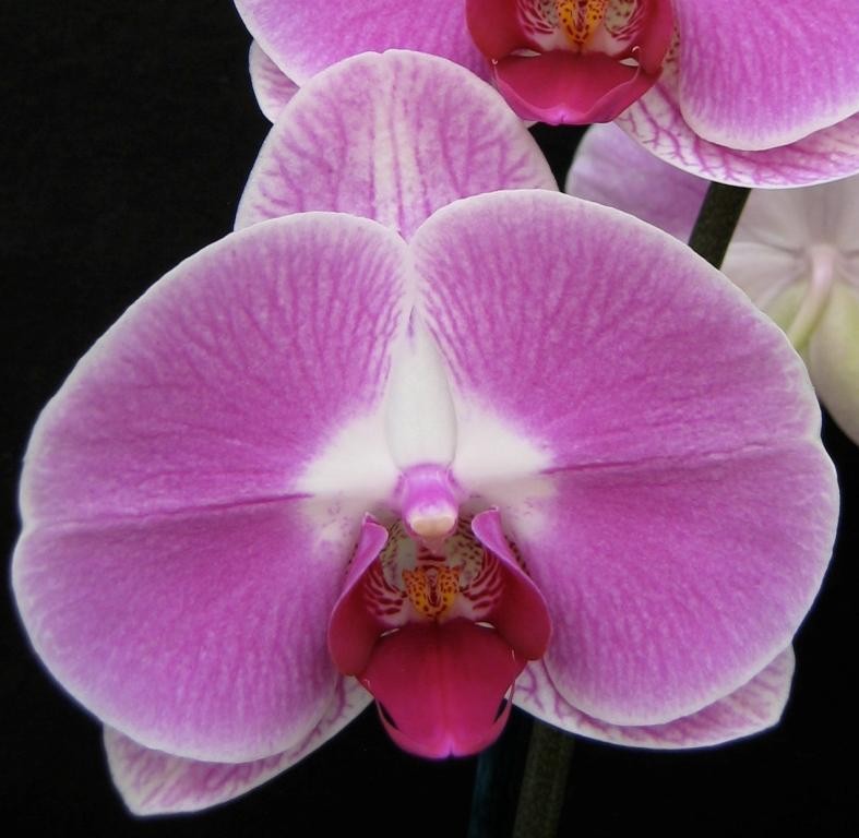 Phal Hsinying Webber