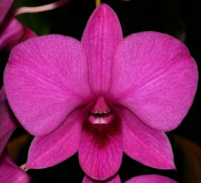 Dendrobium bigibbum var. compactum - AM/AOC