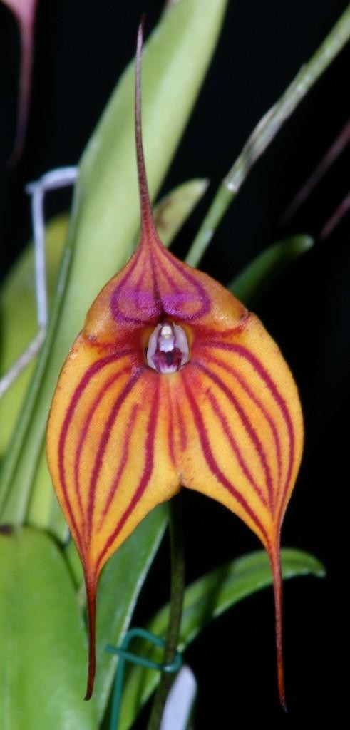 Masdevallia Veitch's Candy Cane - AM/AOC