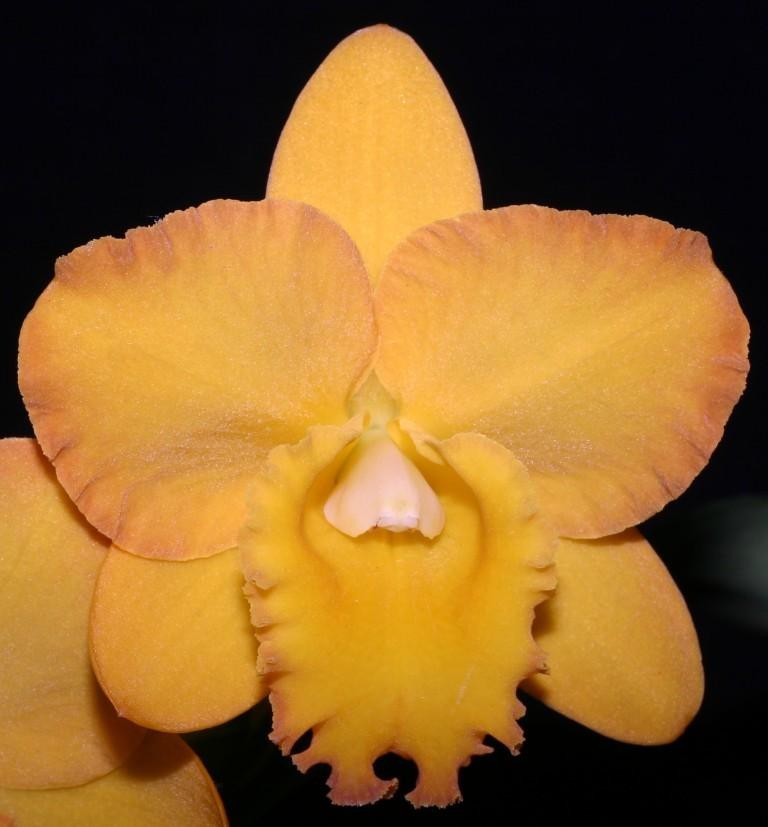 Rhyncholaeliocattleya Sanyo Butterfly