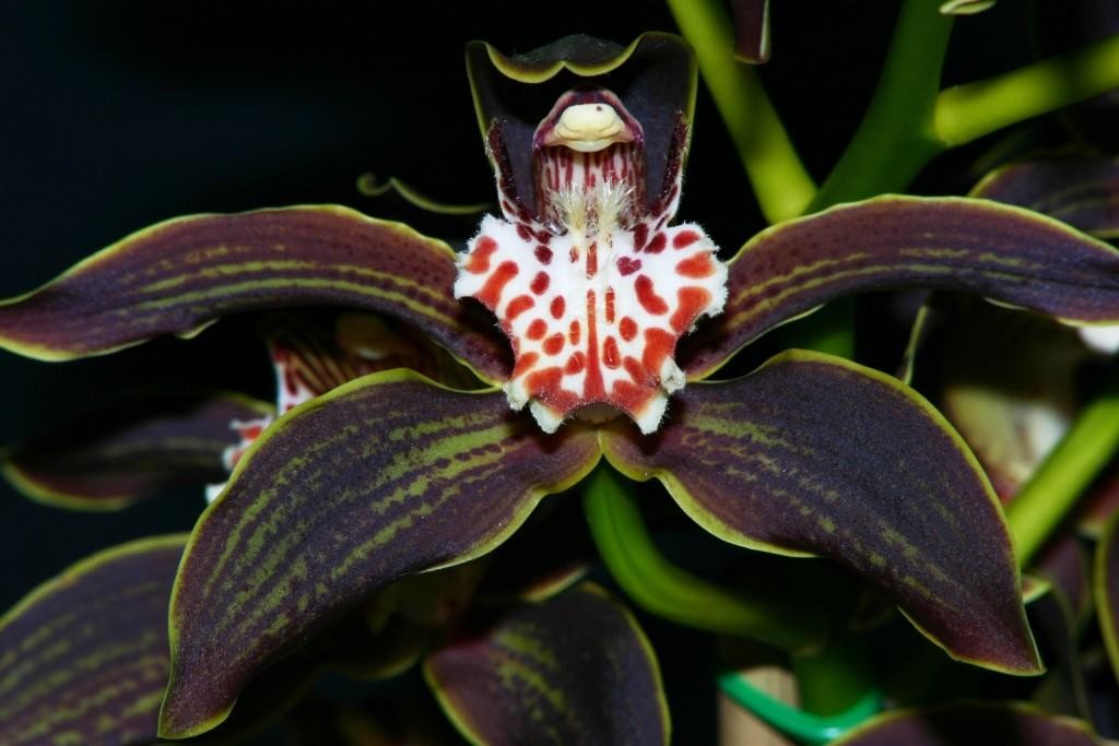 Cymbidium tracyanum - AM/AOC