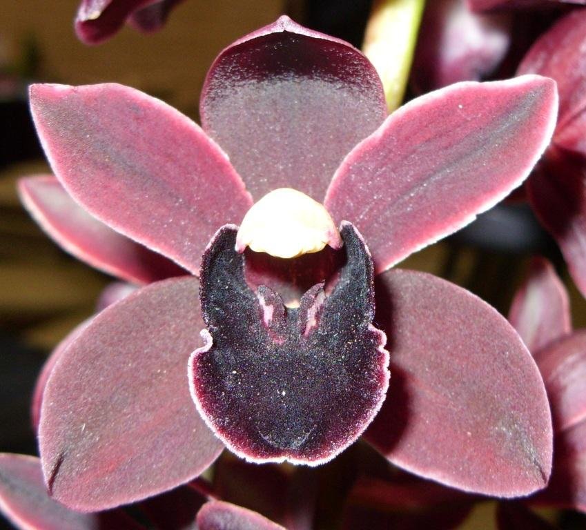 Cymbidium Cali Night