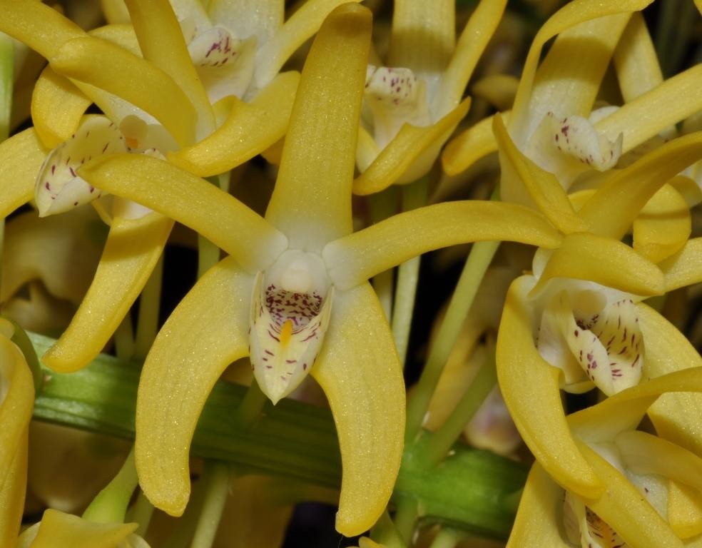 Dendrobium speciosum var. blackdownense