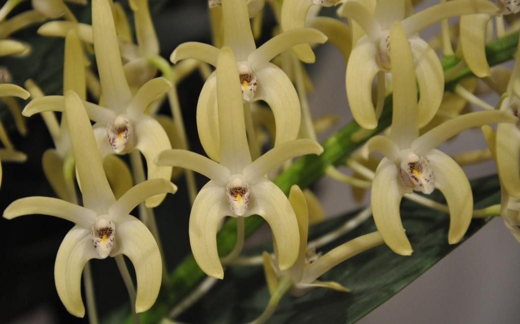 Dendrobium speciosum var. boreale - HCC/AOC