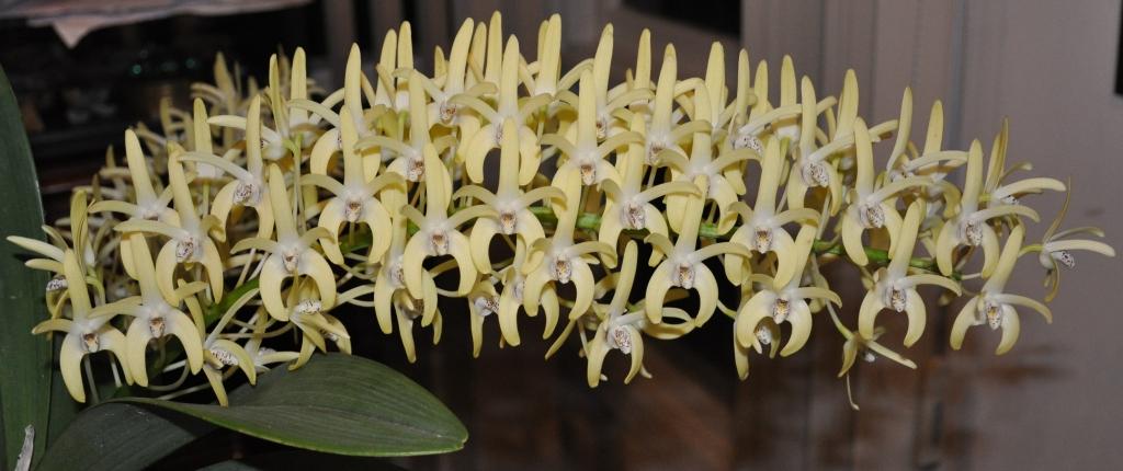 Dendrobium speciosum var. boreale - photo 2