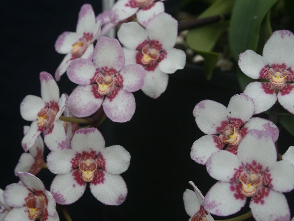 Sarco Burgundy on Ice