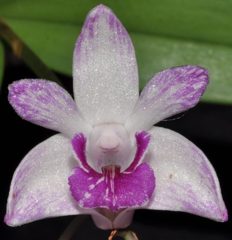 Dendrobium kingianum var. pulcherrimum - HCC/AOC