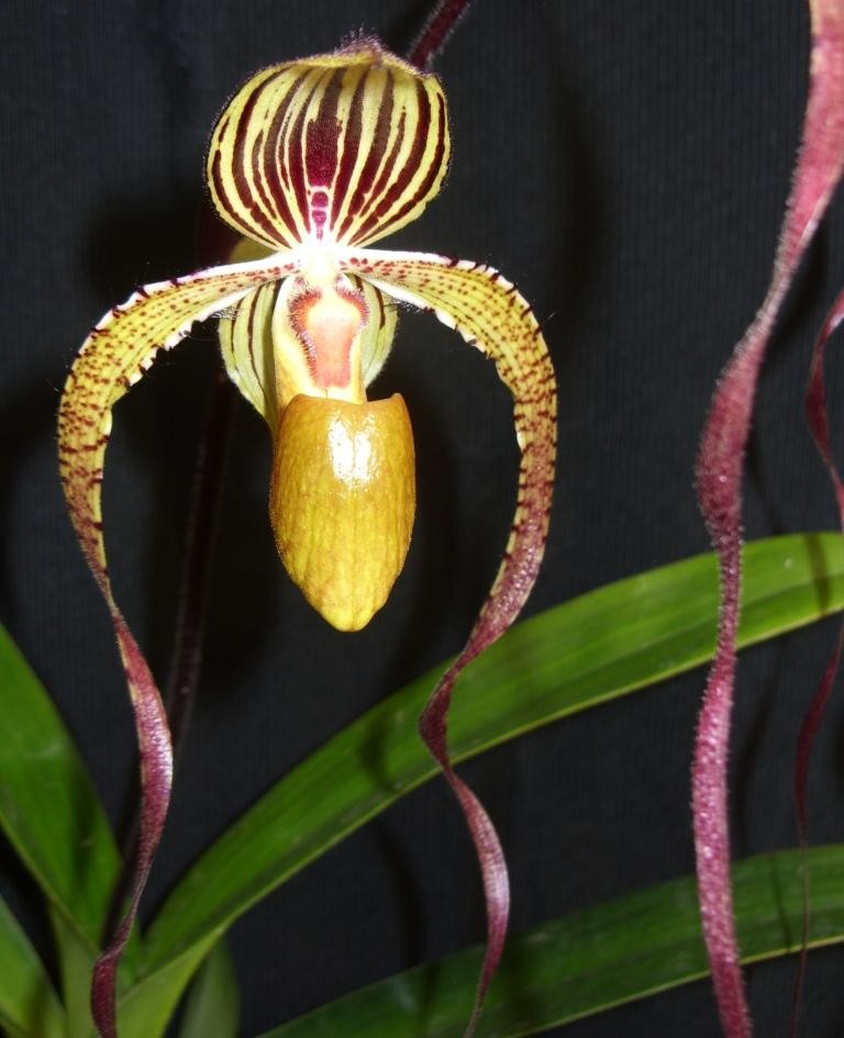 Paph Angel Hair