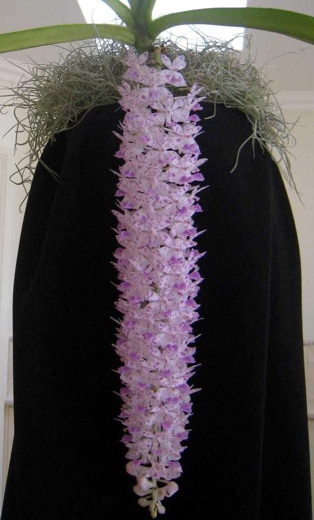 Rhynchostylis retusa - HCC/AOC