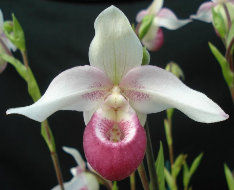 Phragmipedium Cardinale - HCC/AOC