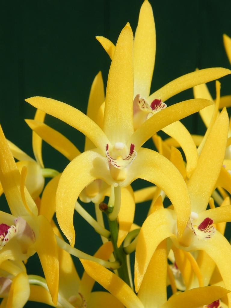 Dendrobium Midas Touch - HCC/AOC