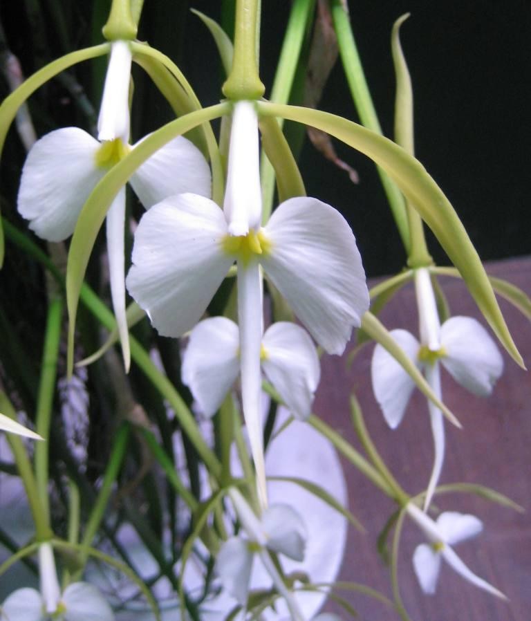 Epidendrum parkinsonianum