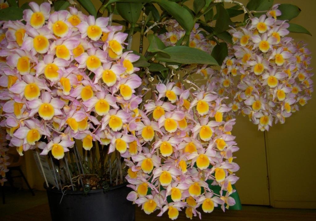 Dendrobium Mousmee - ACC/AOC