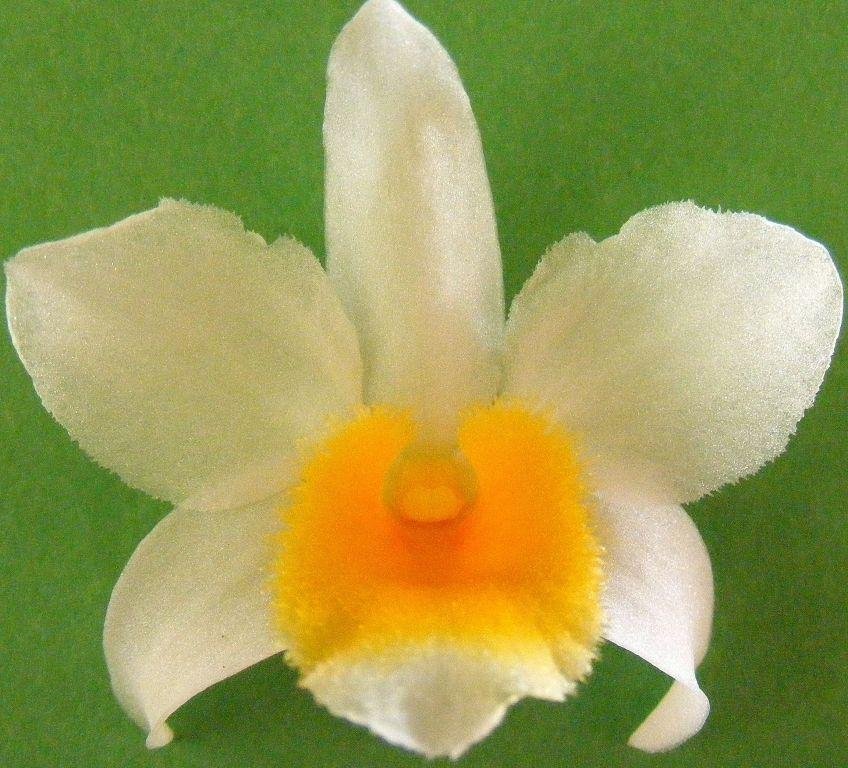 Dendrobium farmeri - HCC/AOC